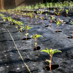 Агроткань 1,05х50 м (80г/м2)